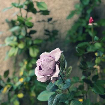 薔薇を愛でるの画像 by ビアンコさん | 玄関とノヴァーリスといい匂いとバラ 鉢植えと美しいと可愛いと困惑とバラを楽しむと薔薇を愛でる