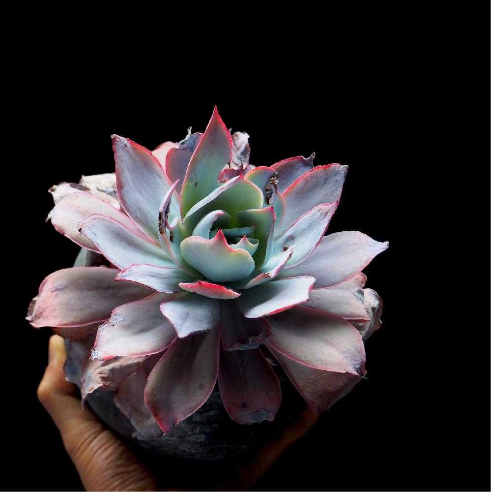 エケベリアコレクションVol.1｜🍀GreenSnap（グリーンスナップ）