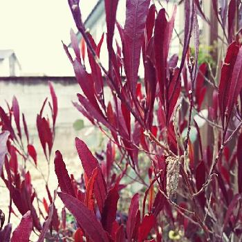『紅葉』コンテストの画像 by Kuro*riさん | 小さな庭とドドナエアとみのむしと東ガーデンと『紅葉』コンテストと三重支部とナチュラルガーデンと紅葉（こうよう）と小さな幸せ♡とナチュラルスタイルと『赤色植物』コンテスト