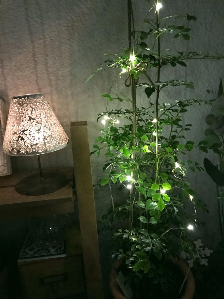 風味 対応 寸法 観葉 植物 ライト Hinatanomachi Jp