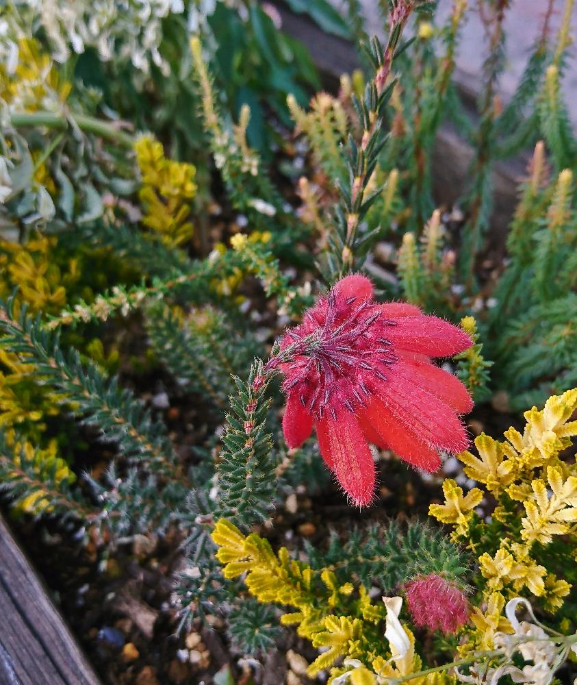 エリカファイヤーヒースの投稿画像 By Sengoku Kotonoさん かっこいい と植中毒と変わったお花と変わった名前と今日の花と可愛い 2017月12月16日 Greensnap グリーンスナップ