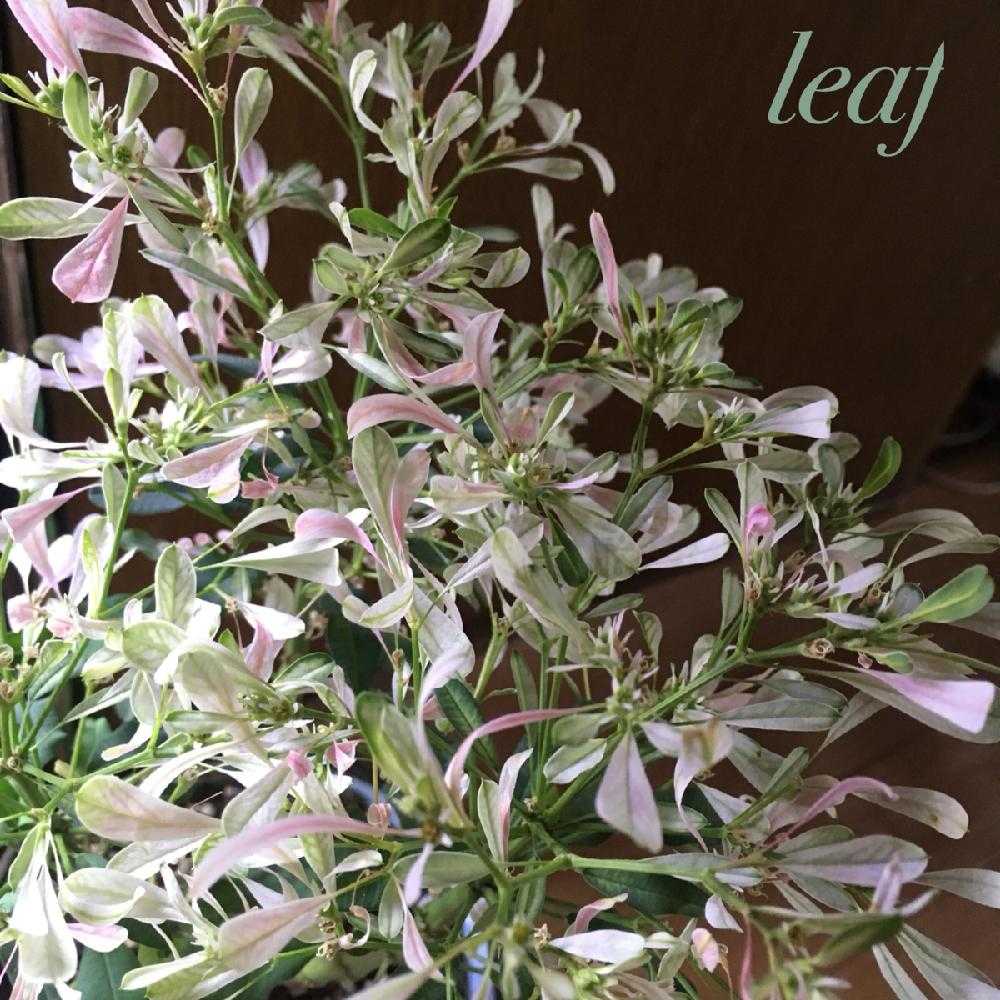 白雪姫 Euphorbia Leucocephala 移りゆく姿 Greensnap グリーンスナップ 白雪姫 Euphorbia Leucocephala 移りゆく姿 Greensnap グリーンスナップ