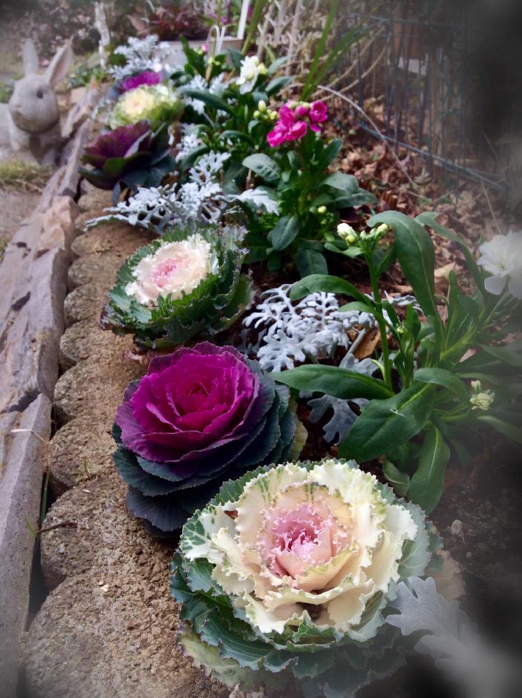 ストックの投稿画像 By ミキさん シロタエギクと葉牡丹とハボタンと花壇と冬の花と冬の花壇とガーデニングと花のある暮らしと咲いた 17月12月16日 Greensnap グリーンスナップ