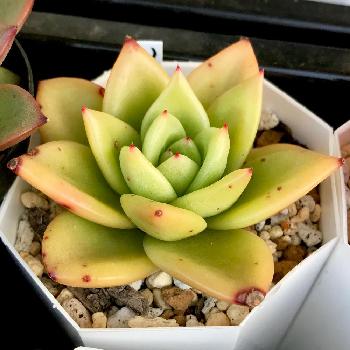 リンゴスターの投稿画像一覧 Greensnap グリーンスナップ