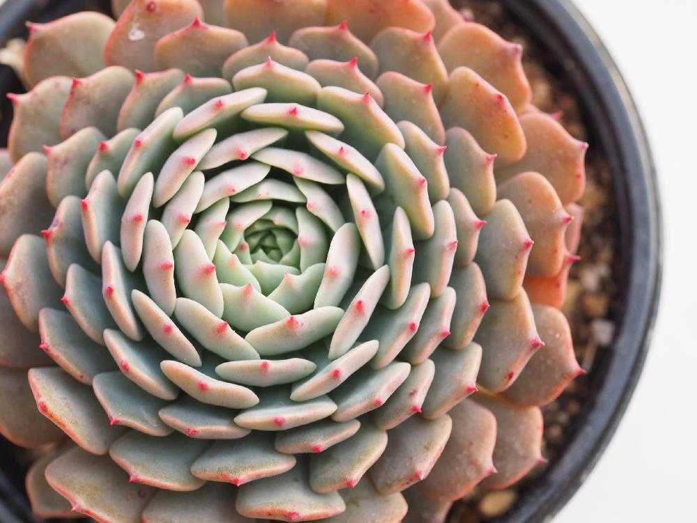 エケベリアコレクションVol.1｜🍀GreenSnap（グリーンスナップ）