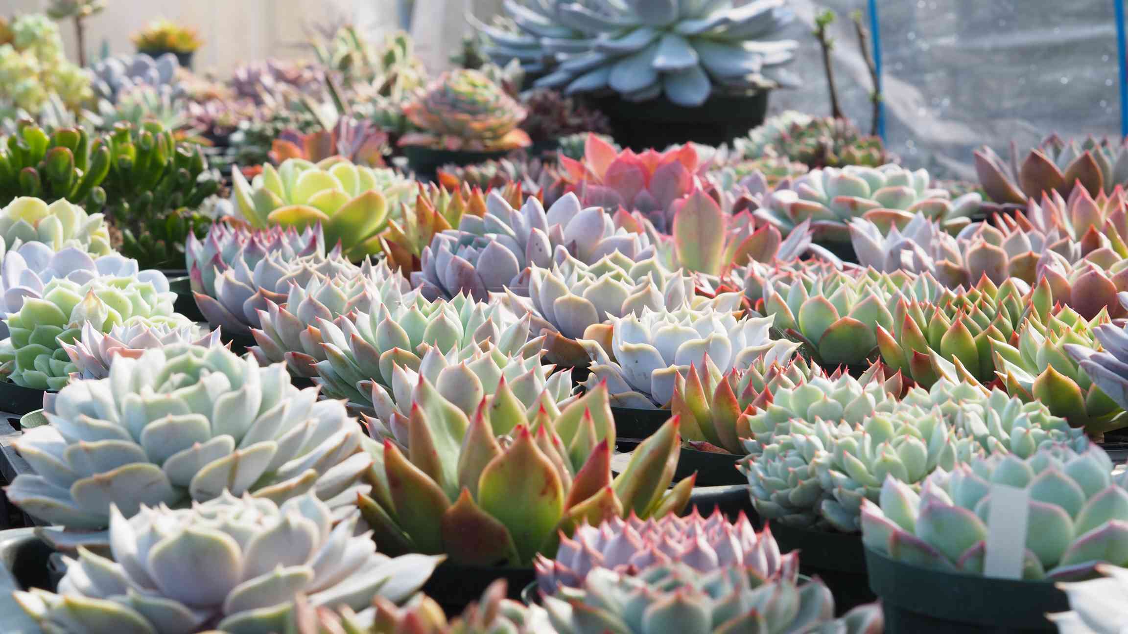 エケベリアコレクションVol.1｜🍀GreenSnap（グリーンスナップ）