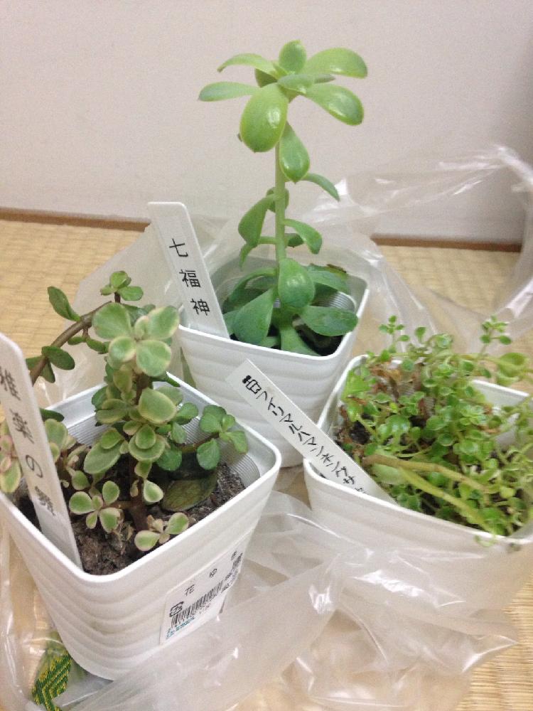 雅楽の舞の投稿画像 By よよこさん 七福神と斑入りマルバマンネングサと多肉植物と助けたい とカイガラムシ駆除と植中毒と徒長とタニラーと多肉初心者とバルコニスト 17月12月17日 Greensnap グリーンスナップ 雅楽の舞の投稿画像 By よよこさん 七福神と斑入りマルバマンネングサと多肉植物と助けたい とカイガラムシ駆除と植中毒と徒長とタニラーと多肉初心者とバルコニスト 17月12月17日 Greensnap グリーンスナップ