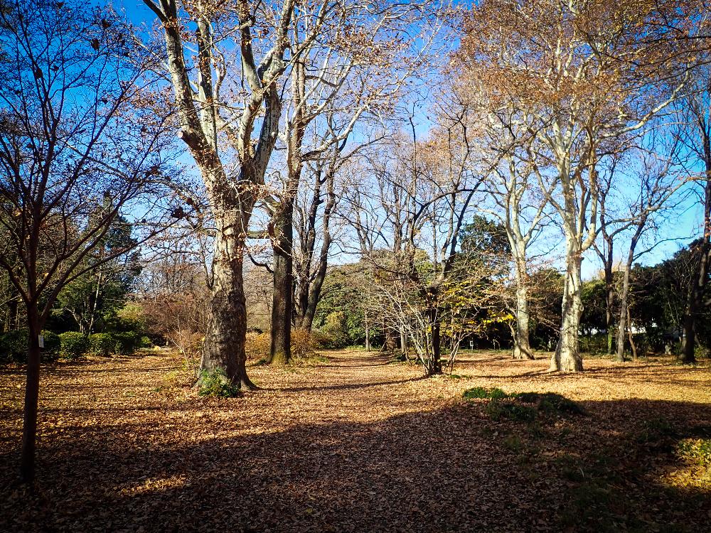 小石川植物園の投稿画像 By かずひろさん 東京大学大学院理学系研究科附属植物園と落ち葉 17月12月17日 Greensnap グリーンスナップ