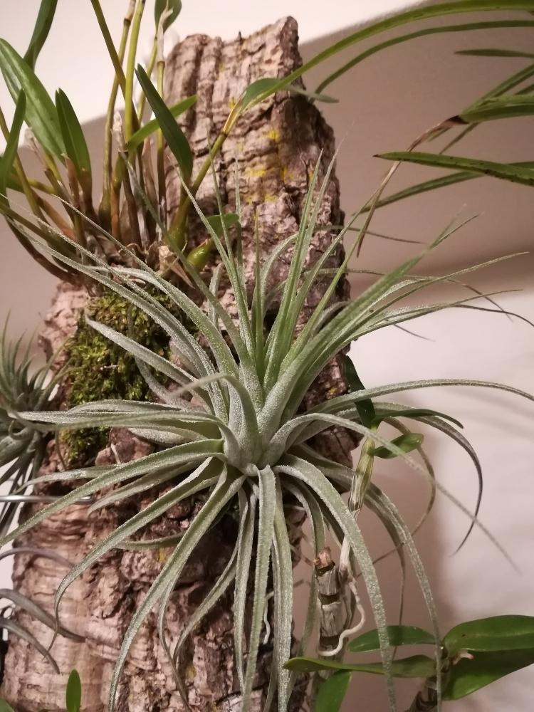 流木アレンジの投稿画像 By 213さん 流木とエアープランツと観葉植物と植欲と植中毒とチランジア属と品種不明と大きくな れ と流木と活着とエアプランツ とエアープランツ チランジア 17月12月17日 Greensnap グリーンスナップ