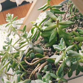 間延びちゃんの投稿画像一覧 Greensnap グリーンスナップ