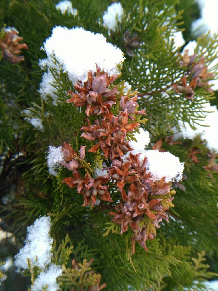 エレガンテシマの投稿画像 By Dayanさん 北海道と冬に負けない と地植えとナチュラルスタイルとdayan S Garden 17月12月17日 Greensnap グリーンスナップ