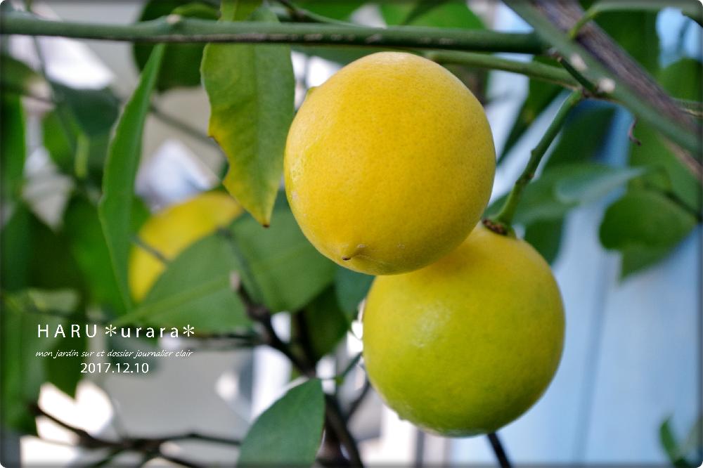 レモンの投稿画像 By H A R Uさん 果樹とベランダガーデンと収穫とガーデニングとバルコニスト 17月12月17日 Greensnap グリーンスナップ