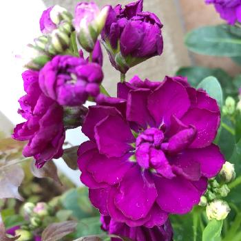 アザレア ピンク色の花の投稿画像一覧 Greensnap グリーンスナップ