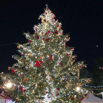 モミノキの画像 by 和さん | お出かけ先とモミノキとグリーンのある暮らしと【Xmas2017】フォトコンともみの木。とクリスマスマーケットとクリスマス