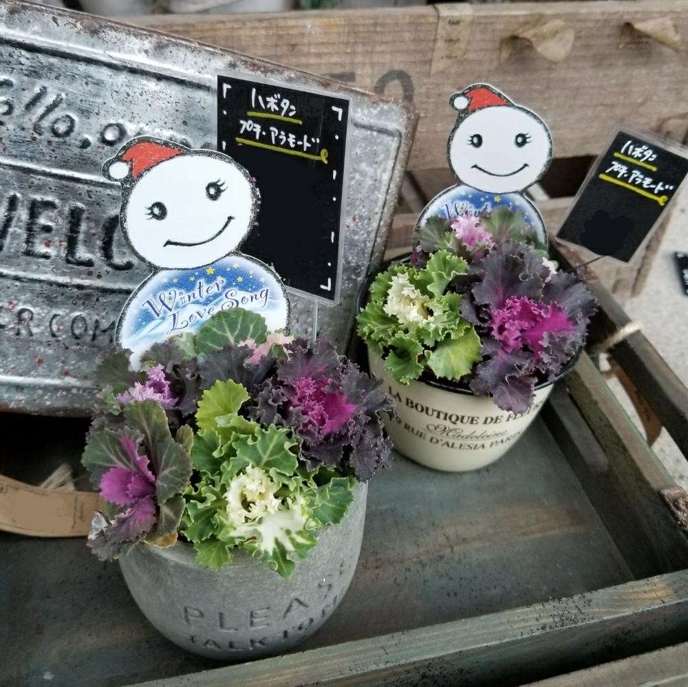 葉牡丹の投稿画像 By Toujours Jardin Fukitei トゥージュール ジャルダン フウキテイ さん ガーデン雑貨 とネットショップと 葉牡丹と植物好きと繋がりたいと姫路市とアンティークとインテリアと植物と植中毒とナチュラルインテリアと雑貨と植物好きに俺はなると広島と