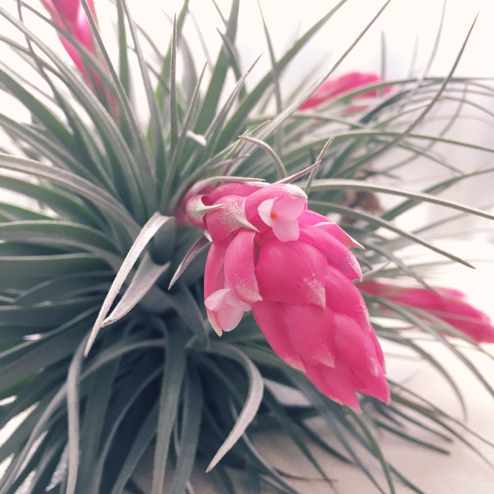 コットンキャンディーの投稿画像 By Amamiさん エアープランツ チランジアと花が咲くとピンク 17月12月18日 Greensnap グリーンスナップ