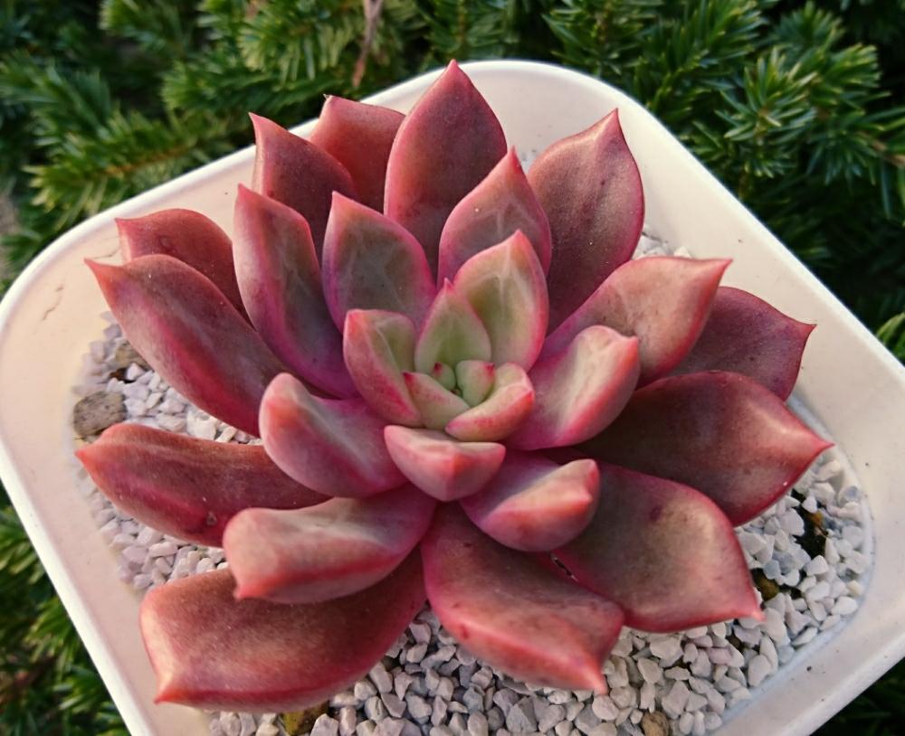 多肉植物 メロ