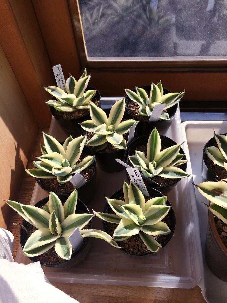 ジュエルオーキッドの投稿画像 By フラワーショップあやさん 苔 コケ と着床蘭とgs映えとパルダリウムとアグラオネマ属と植中毒とコケリウムとタニラーと花のある暮らしとアウトドアリビングとバルコニスト 17月12月18日 Greensnap グリーンスナップ