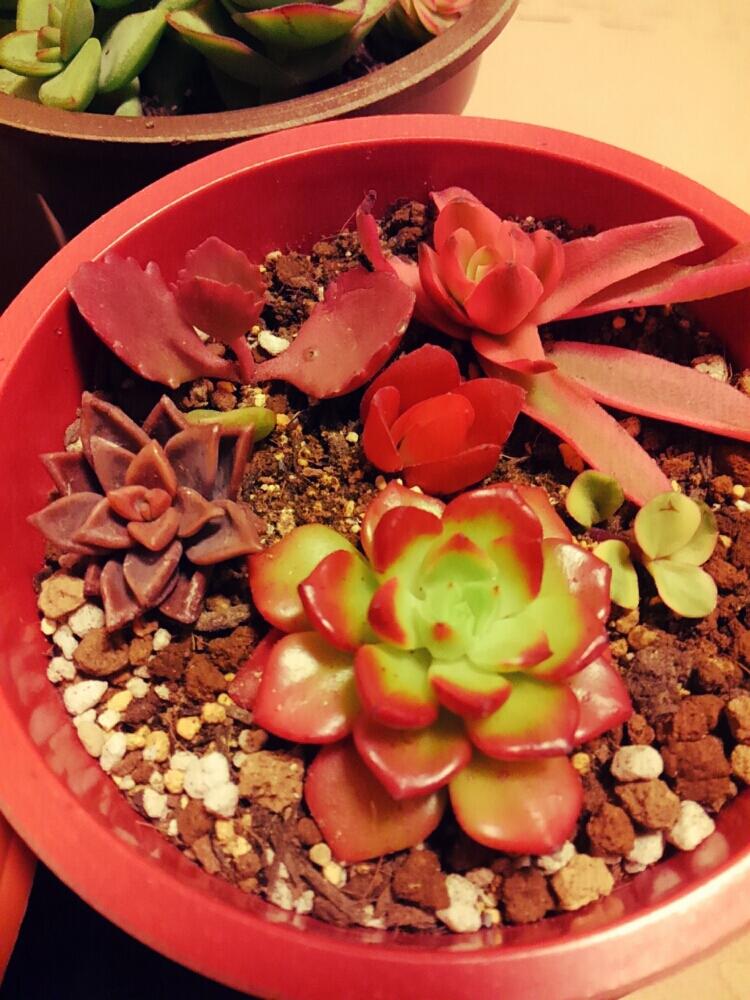 雅楽の舞の投稿画像 By 明太子さん レティジアと朱蓮と ブロンズ姫と赤色と多肉植物と多肉植物初心者と火祭りの光と火祭りと部屋と赤色と多肉植物と多肉植物初心者 17月12月18日 Greensnap グリーンスナップ Greensnap グリーンスナップ