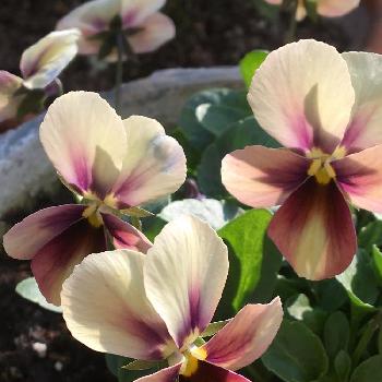 いつまでたっても多肉初心者の投稿画像一覧 Greensnap グリーンスナップ