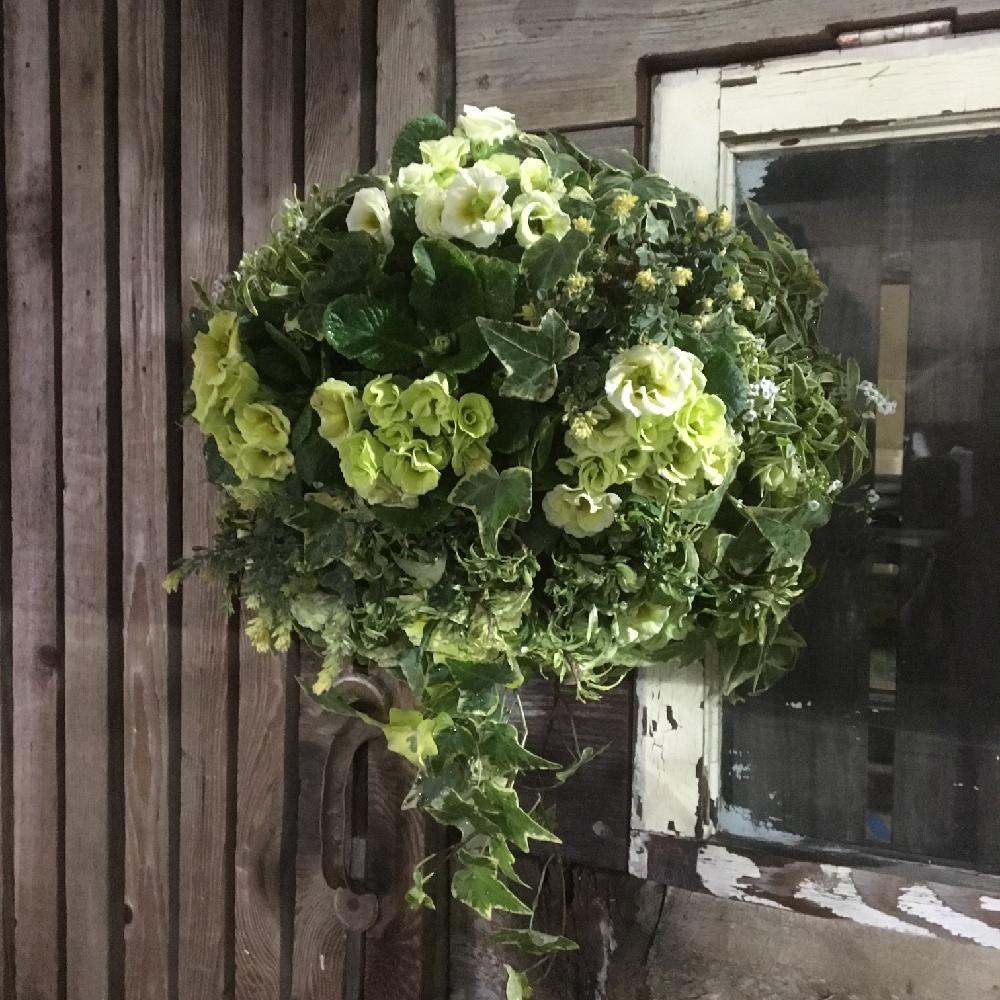 屋上の投稿画像 By Shibuさん ハンギングバスケットと園芸店とプレミアムジュリアン と花屋とガーデニングと花のある暮らし 17月12月19日 Greensnap グリーンスナップ