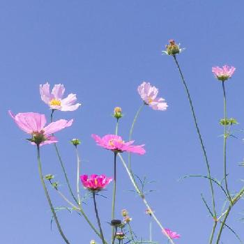 HCW870Mの画像 by えびさん | お出かけ先と秋桜と好きな花と2017秋桜と一眼レフとのんびりとHCW870Mと秋コスモスとPENTAXとPanasonicとデジイチ