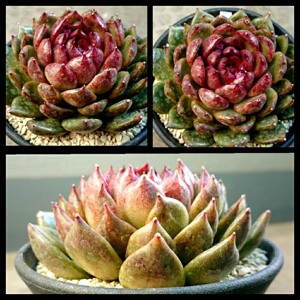 ブラッドマリア ザラゴーサの投稿画像 By ひろさん 多肉植物と多肉男子と多肉の花と植物のある暮らしと紅葉 する多肉と交配種と多肉のある暮らしと多肉横からアングルと植中毒とエケベリア属と我が家のガーデンと花のある暮らしと俺の多肉植物とバルコニー ベランダと