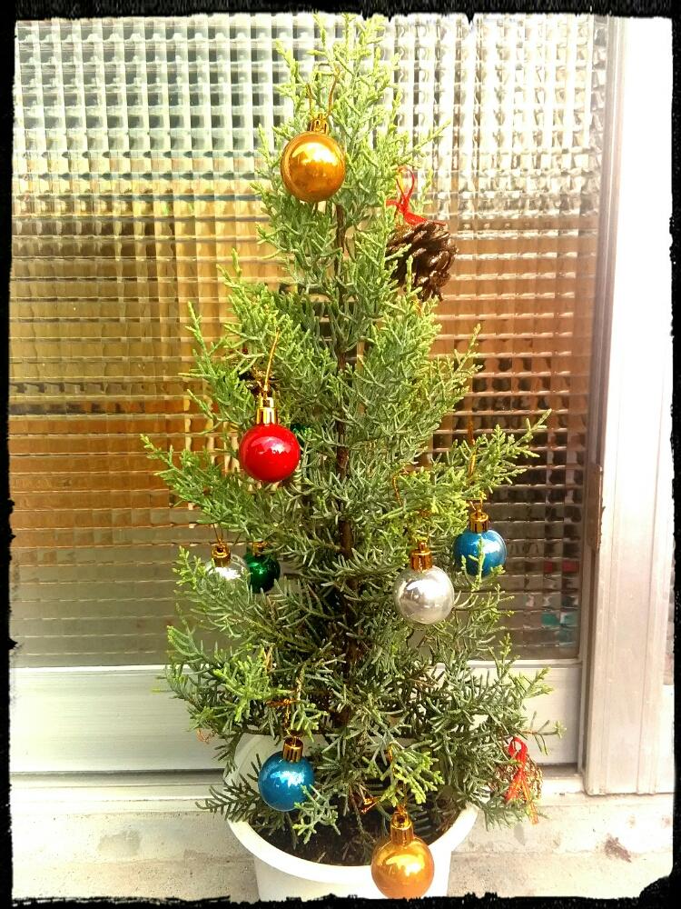 コニファーの投稿画像 By Ecoさん サルフレアとクリスマスツリーと Xmas17 フォトコン 17月12月日 Greensnap グリーンスナップ