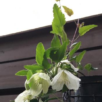 ジングルベルの画像 by tibiさん | 小さな庭とクレマチスと冬咲きとやっぱり白が好き♡とクレマチスジングルベルとシルホサとジングルベルと植中毒と花のある暮らしと今日のお花