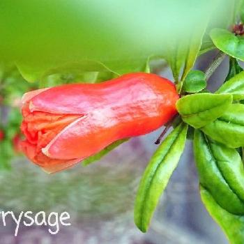『赤色植物』コンテストの画像 by cherry♥sageさん | お出かけ先とザクロと実ものとお写んぽと植中毒と芸術的とcute♡とギャップ萌えと赤い花と可愛いと花のある暮らしとお散歩と『赤色植物』コンテスト