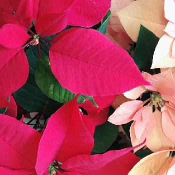 『赤色植物』コンテストの画像 by azusaさん | 部屋と【Xmas2017】フォトコンとポインセチア♡と植中毒と花のある暮らしと『赤色植物』コンテストとクリスマス