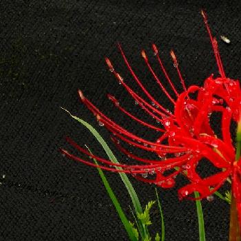 『赤色植物』コンテストの画像 by Miuさん | 畑と彼岸花 赤と彼岸花と一眼レフと赤い花と花のある暮らしと『赤色植物』コンテスト