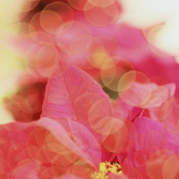 『赤色植物』コンテストの画像 by Je suis…さん | お出かけ先とポインセチアと愛知とamour.と豊橋と好きな色と【Xmas2017】フォトコンとお気に入りとJe suis… ,verte.と植中毒と好き♡とTrès bien！と『赤色植物』コンテスト