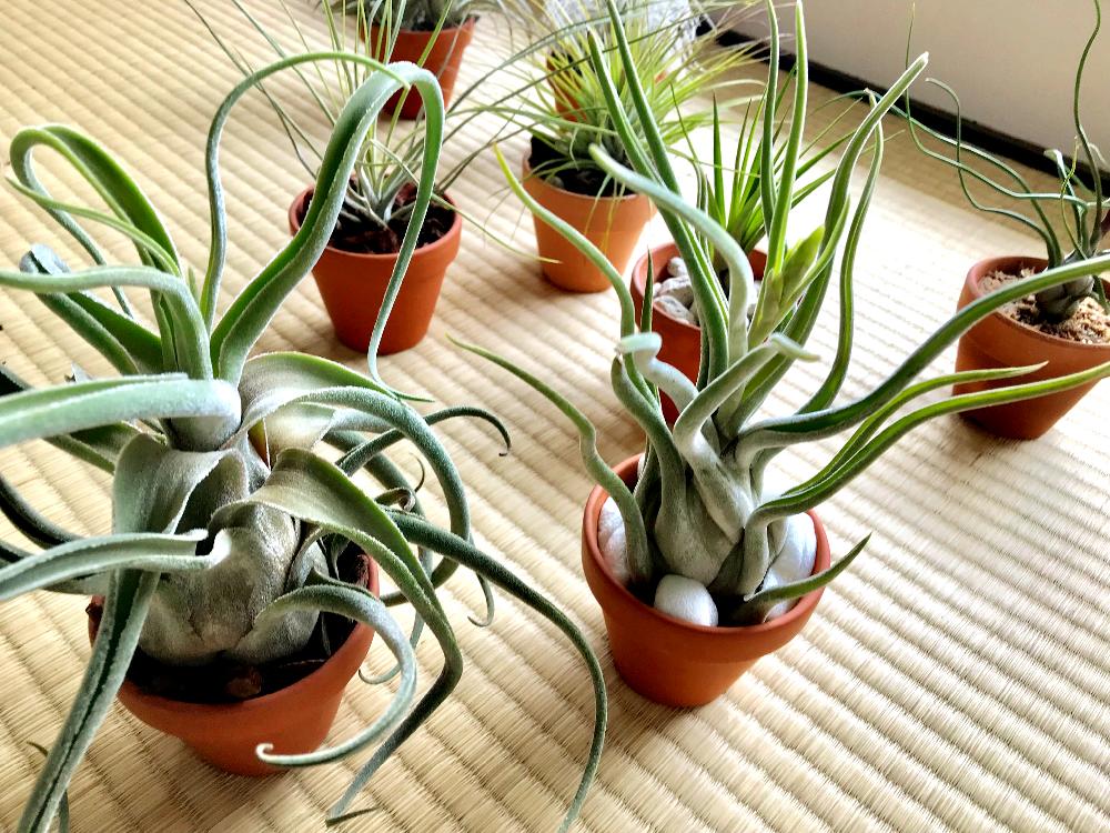 チランジア カプトメデューサエの投稿画像 By Takassyさん エアプランツ ティランジアと植中毒とチランジアセレリアナとエアプランツ セレリアナと エアプランツ 17月12月22日 Greensnap グリーンスナップ