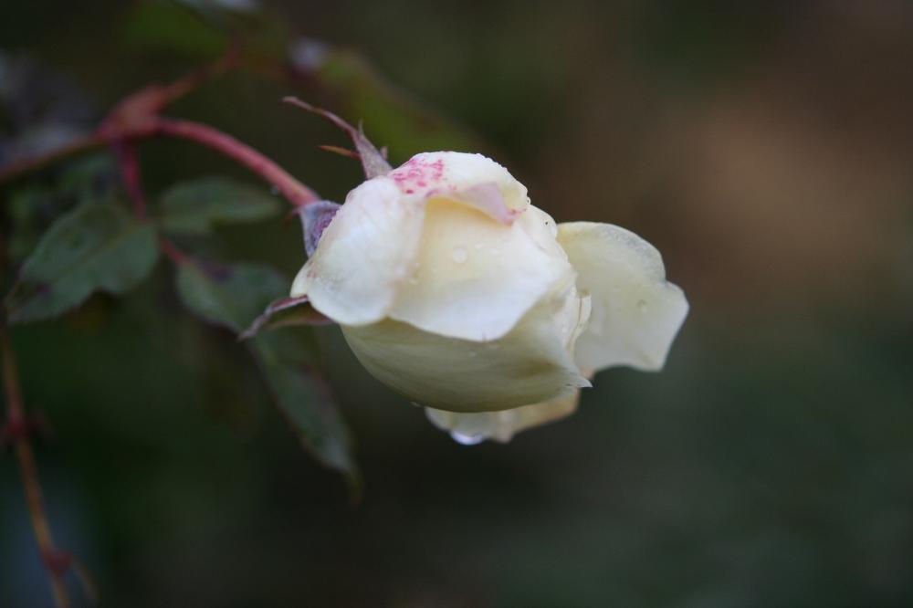 バラ ボレロの投稿画像 By Treeさん 薔薇愛同盟と薔薇に魅せられてとつぼみと香りの良いバラとバラの地植えと庭植えとバラ ミニバラと薔薇の花 17月12月23日 Greensnap グリーンスナップ