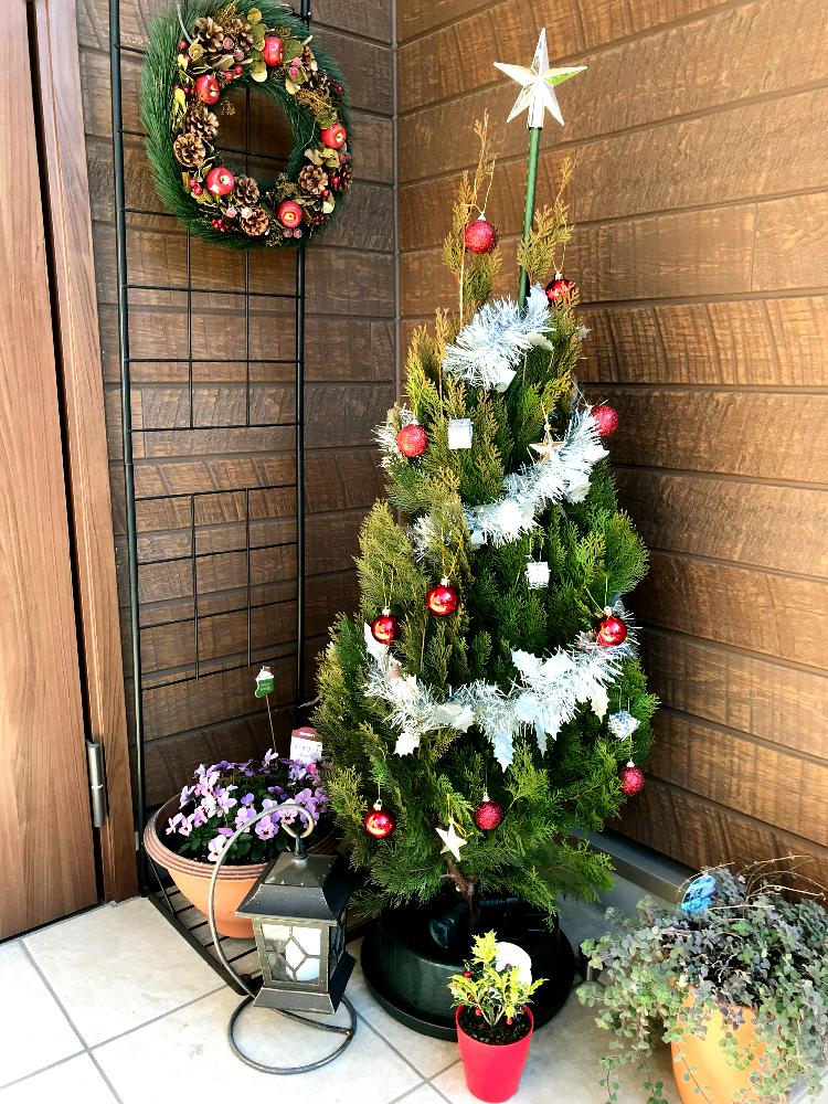 ゴールドクレストの投稿画像 By こはもこさん オレガノ ハイライトとビオラ フィオリーナとビオラ フィオリーナとフィオリーナと五色ヒイラギとヒイラギと クリスマスツリーの木と花のある暮らし 2017月12月24日 Greensnap グリーンスナップ