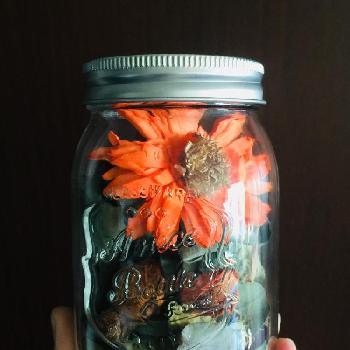 イケアのポプリの投稿画像一覧 Greensnap グリーンスナップ