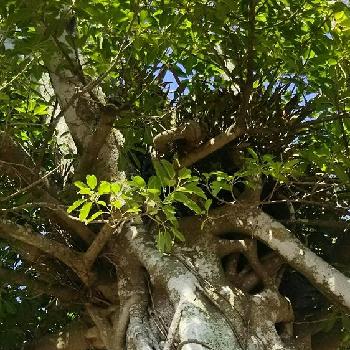 島の植物の画像 by エデポンさん | お出かけ先とアコウと旅先の植物と大自然と植中毒と亜熱帯と島の植物