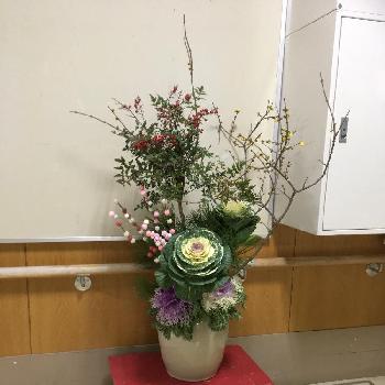 正月の花の画像 by たまみさん | お出かけ先と正月の花と葉牡丹！とナンテンの花