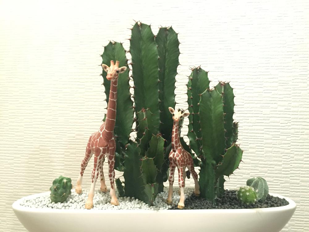 多肉植物の投稿画像 By Canaさん サボテン科と観葉植物とhappy Birthdayと花言葉と花のある暮らし 17月12月26日 Greensnap グリーンスナップ