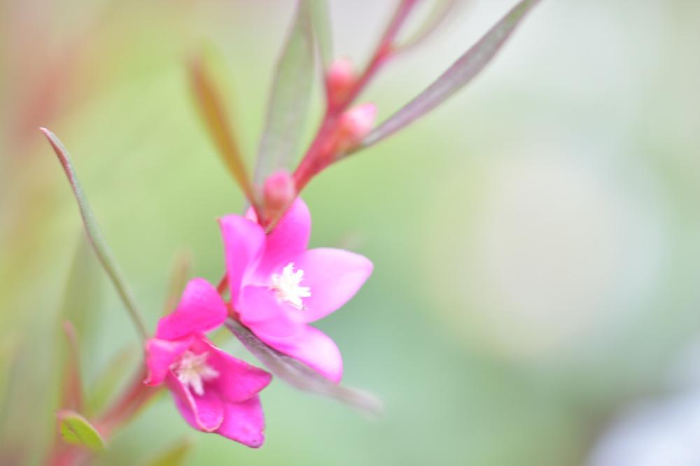 サザンクロスの投稿画像 By Kakismi50さん 17月12月27日 Greensnap グリーンスナップ