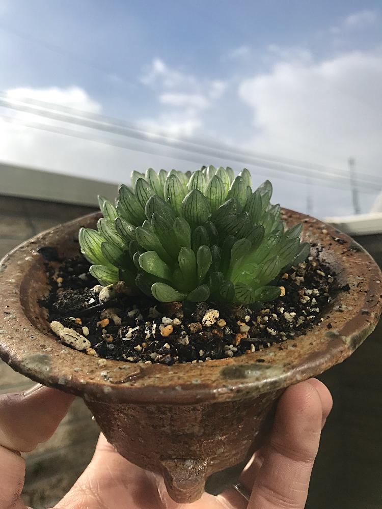 シンビフォルミス グラキリデリネアータの投稿画像 By Cphzさん Haworthia Cymbiformis F Gracilidelineataと多肉植物とハオルチア属 17月12月27日 Greensnap グリーンスナップ