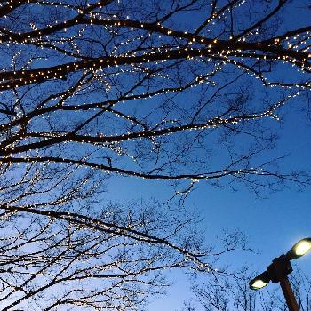寒そうの画像 by kanayuさん | お出かけ先と街路樹。と夕焼けと寒そうとブルーとイルミネーションと街路樹と帰り道と夕焼けと木