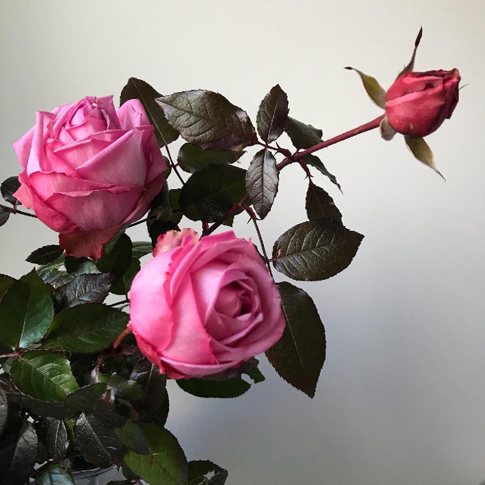 花持ちが良いの投稿画像 By 松ぼっくりさん バラの冬剪定と大好きと冬の薔薇とツヤツヤの葉っぱときれいと鉢植えとピンク色の花と花のある暮らし 17月12月28日 Greensnap グリーンスナップ