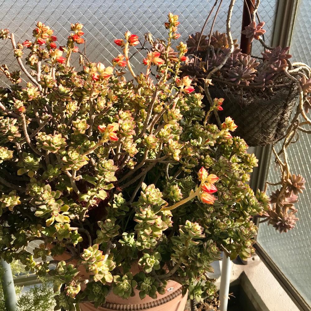 グストの投稿画像 By ママワンさん 秀麗とスピアとゴイスーとあ 冬と木立ち多肉と多肉多肉多肉多肉多肉 と多肉植物 多肉の有るくらしととぎ汁効果と放置多肉とあふれ多肉と我が家の育ちまくりシリーズと グスト 17月12月29日 Greensnap グリーンスナップ