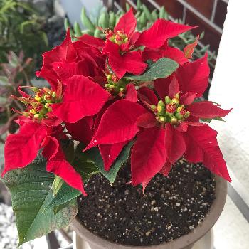クリスマスの花の画像 by keiさん | 玄関とポインセチアと花のある暮らしと可愛いと色がキレイとクリスマスの花