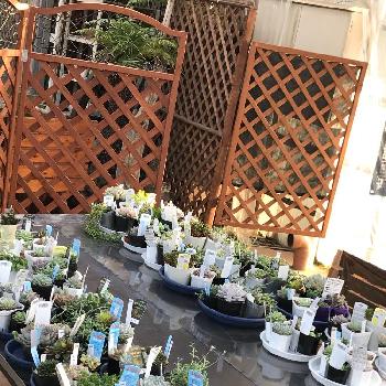 野原園芸の投稿画像一覧 Greensnap グリーンスナップ