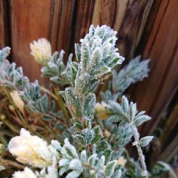 耐寒ありの画像 by Atsuさん | 小さな庭とロータス ブリムストーンとカラーリーフと耐寒ありとかわいいと北海道と庭、宿根草