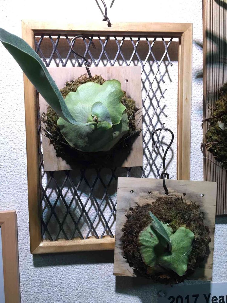 ひと手間かけたメッシュフレーム枠を作ろう｜?GreenSnap（グリーン 