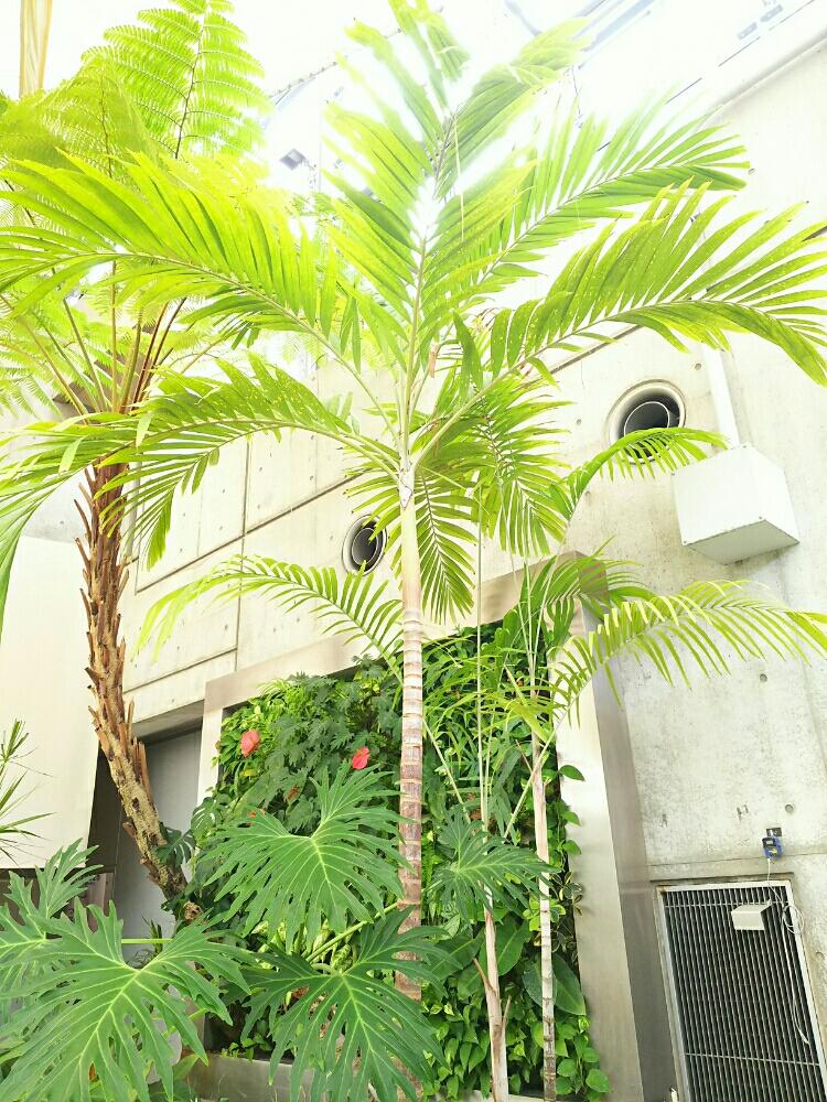 マニラヤシの投稿画像 By Dioptaseさん ヤシの木と観葉植物と南国植物とトロピカルと植物園と鉢植えとヤシと夢の島熱帯植物館と熱帯植物 17月12月30日 Greensnap グリーンスナップ